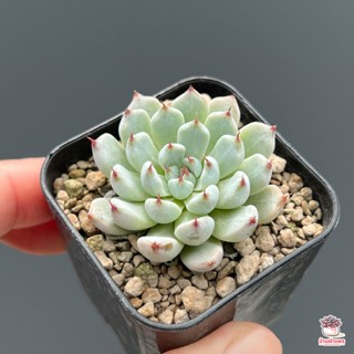 Echeveria cuspidata La Joya ไม้อวบน้ำ กุหลาบหิน Cactus&amp;Succulent หลากหลายสายพันธุ์