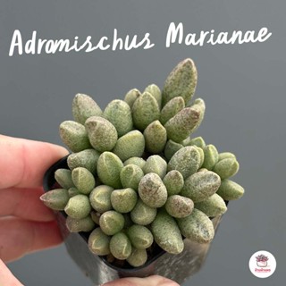 Adromischus Marianae ไม้อวบน้ำ กุหลาบหิน Cactus&amp;Succulent หลากหลายสายพันธุ์