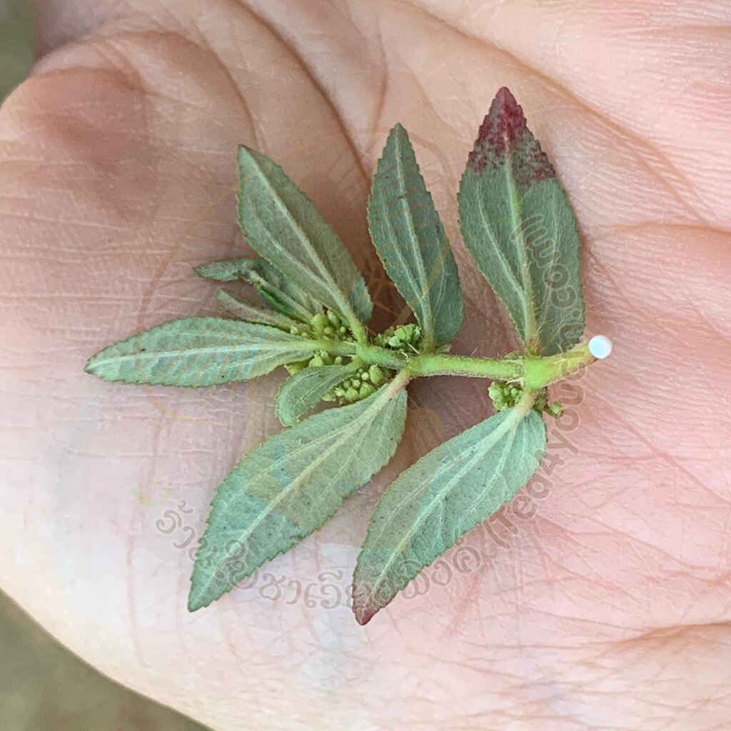 ชาน้ำนมราชสีห์-ใบชาเวียงพิงค์-garden-spurge-ขนาด-15-ซองชา-สมุนไพรน้ำนมราชสีห์-บรรเทาอาการน้ำในหูไม่เท่ากัน-เวียนหัว