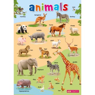 (Arnplern) : โปสเตอร์พลาสติก Animals (ปรับปรุงใหม่)