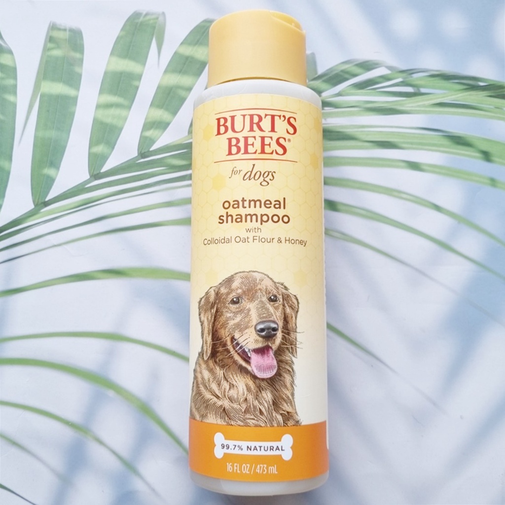 แชมพู ข้าวโอ๊ตธรรมชาติสำหรับสุนัข Oatmeal shampoo for dog with