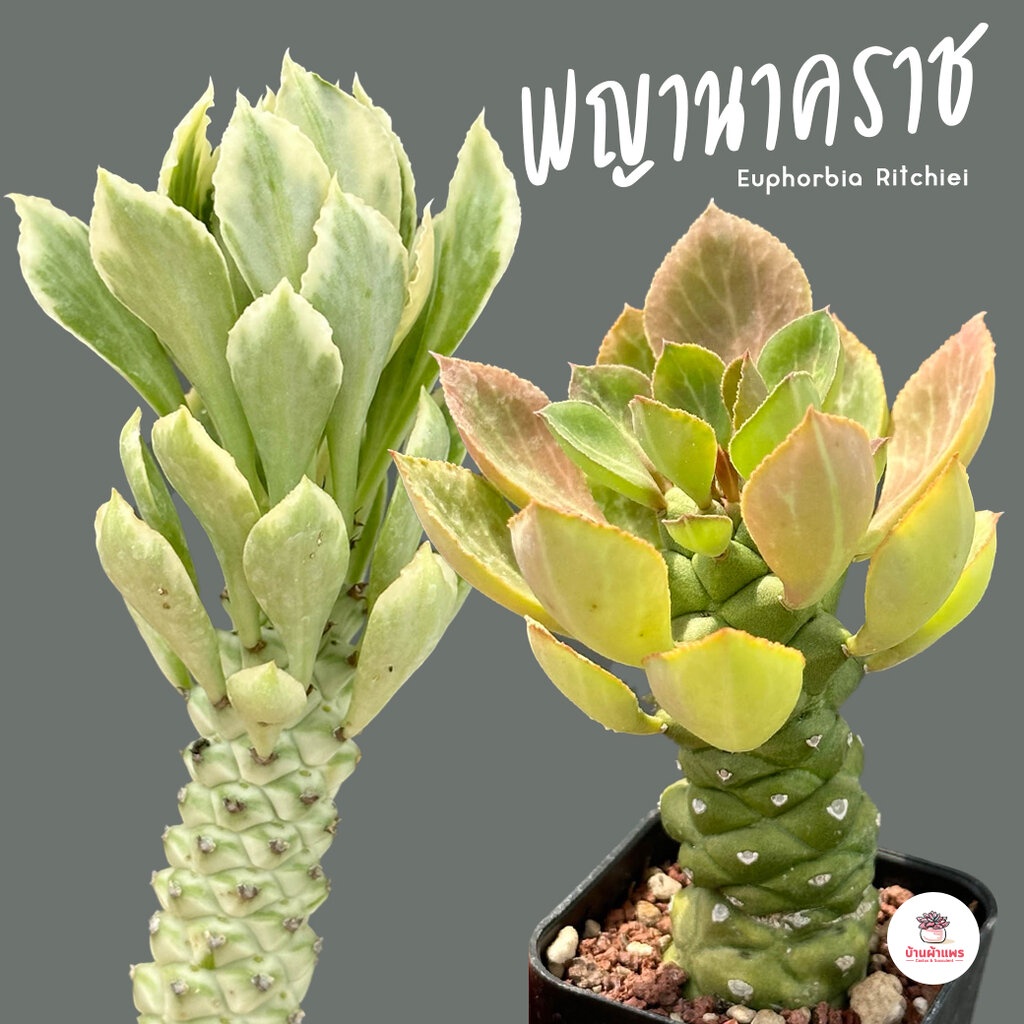 พญานาคราช-euphorbia-ritchiei-แคคตัส-กระบองเพชร-cactus-amp-succulent