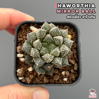 Haworthia Mirror Ball #หัวเดี่ยว ฮาโวเทีย ไม้อวบน้ำ กุหลาบหิน cactus&succulentหลากหลายสายพันธุ์