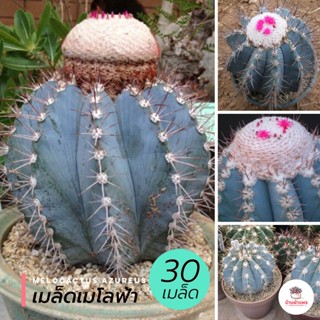 ( 30 เมล็ด ) เมล็ดเมโลฟ้า Melocactus Azureus แคคตัส กระบองเพชร cactus&amp;succulent