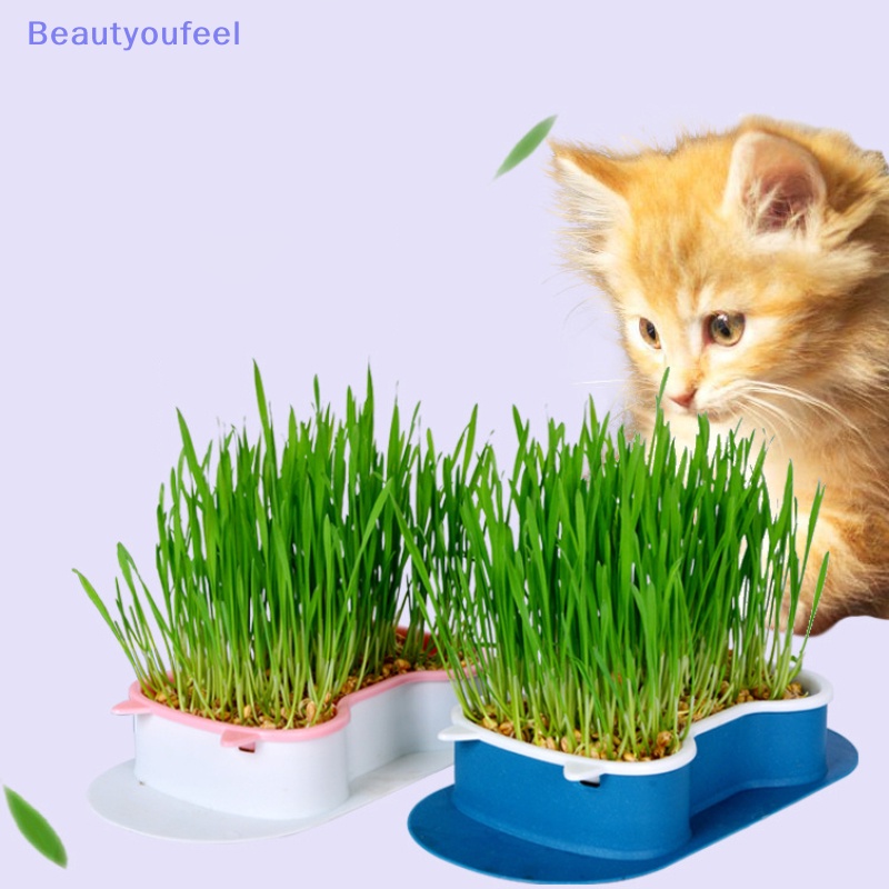 beautyoufeel-จานปลูกพืช-ปลูกหญ้า-สําหรับสัตว์เลี้ยง-แมว