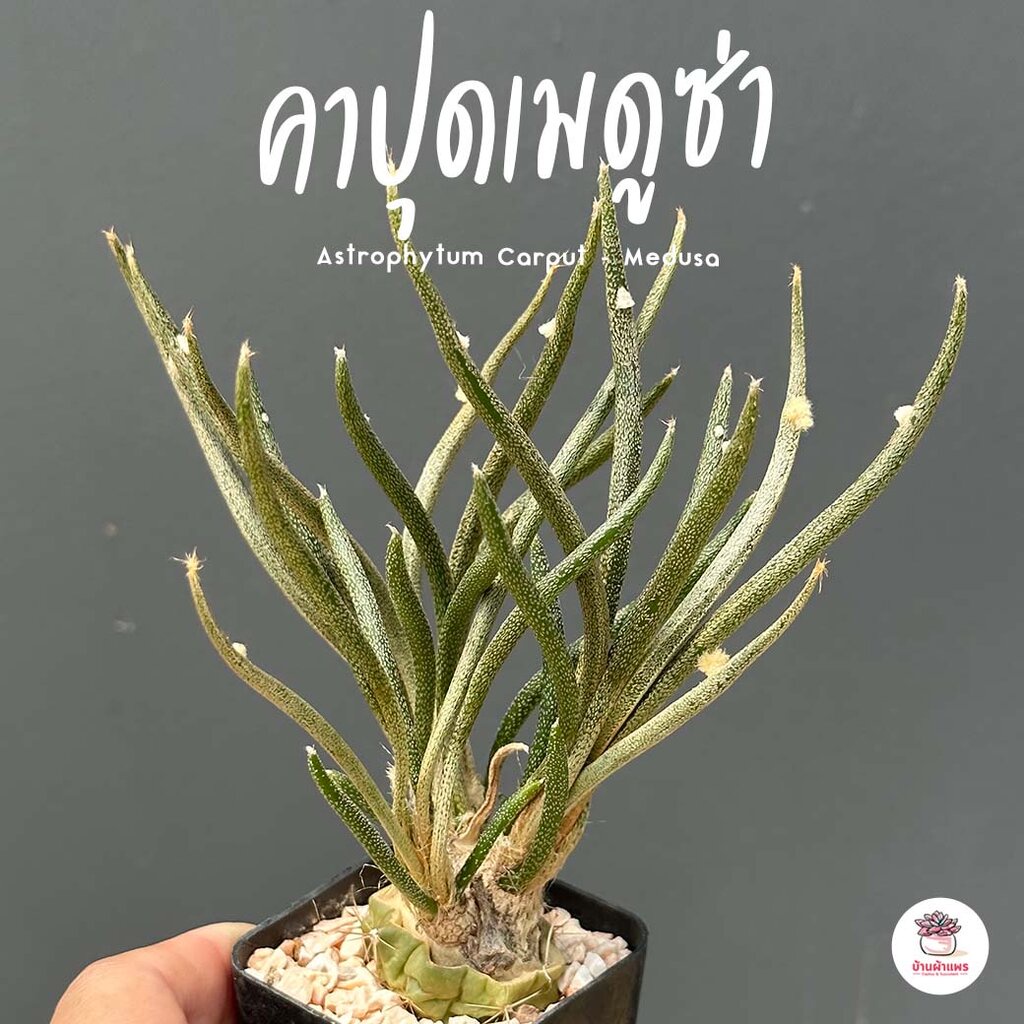 คาปุดเมดูซ่า-astrophytum-carput-medusa-แคคตัส-กระบองเพชร-cactus-amp-succulent