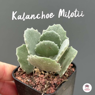 Kalanchoe Milotii ไม้อวบน้ำ กุหลาบหิน cactus&amp;succulent