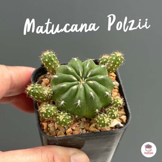 Matucana Polzii แคคตัส กระบองเพชร cactus&amp;succulent