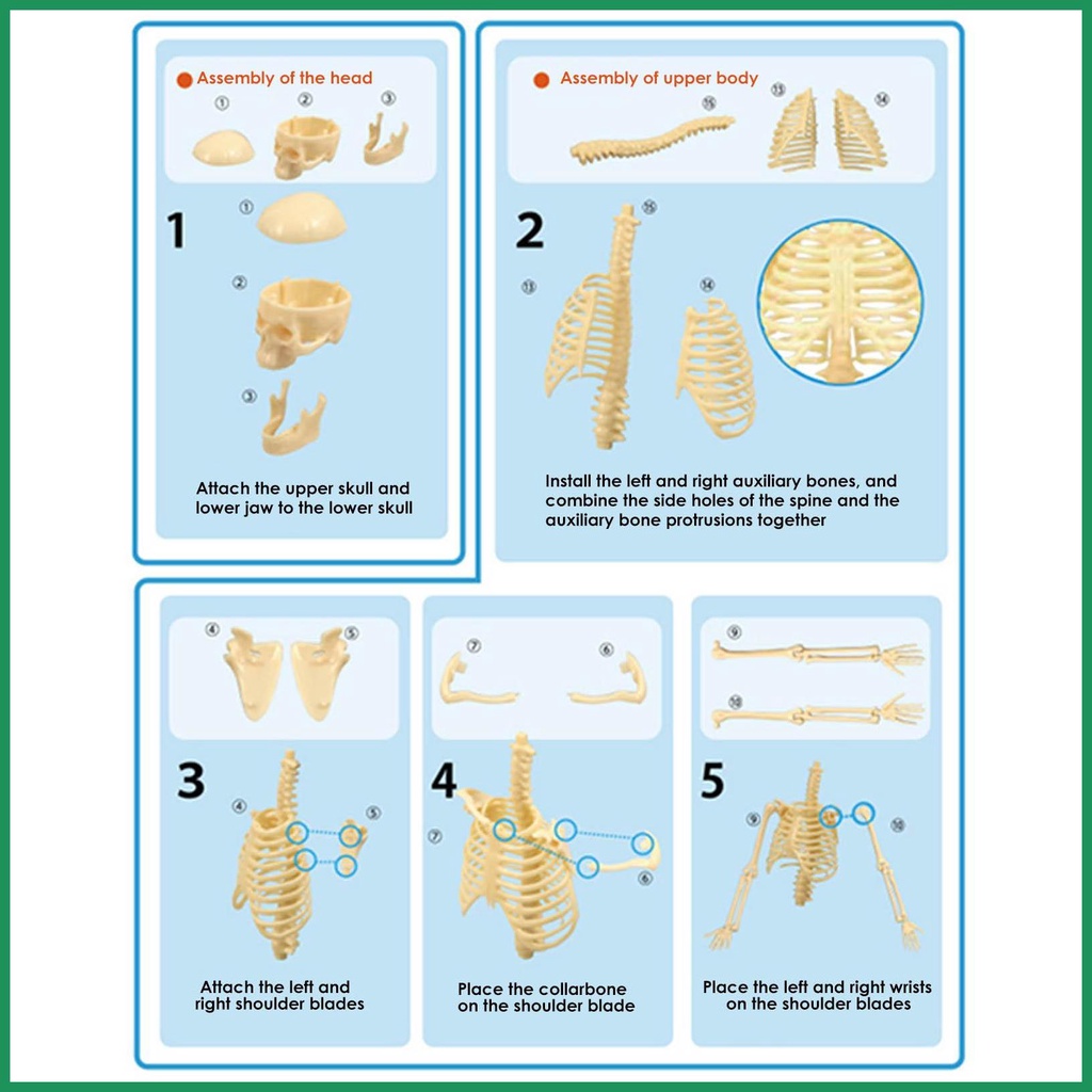 โมเดลโครงกระดูกมนุษย์จำลอง-เด็กๆ-เล่นบ้าน-ทดลองประกอบของเล่น