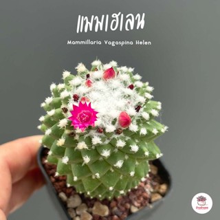 แมมเฮเลน Mammillaria Vagaspina Helen ไม้อวบน้ำ กุหลาบหิน cactus&amp;succulent