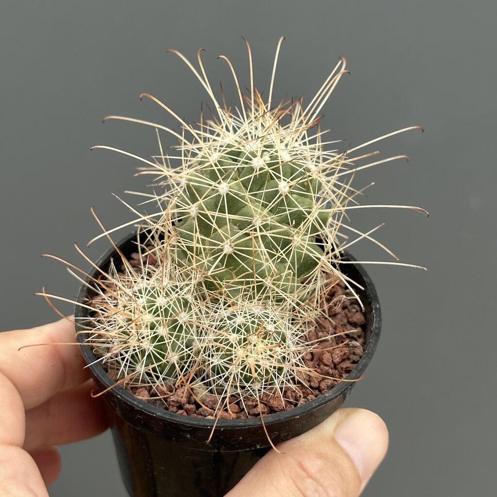 mammillaria-cochemiea-posegleri-แคคตัส-กระบองเพชร-cactus-amp-succulent