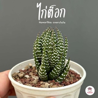 ไก่ต็อก Haworthia coarctata ฮาโวเทีย ไม้อวบน้ำ กุหลาบหิน cactus&succulentหลากหลายสายพันธุ์