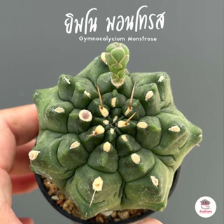 ยิมโน มอนโทรส Gymnocalycium Monstrose แคคตัส กระบองเพชร cactus&amp;succulent