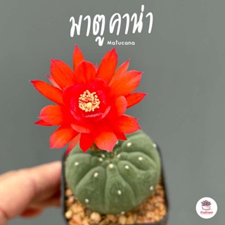 มาตูคาน่า Matucana แคคตัส กระบองเพชร cactus&amp;succulent