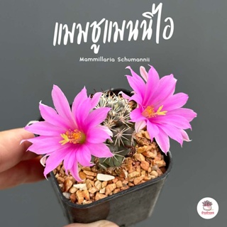 แมมมิลลาเรีย ชูแมนนิไอ Mammillaria Schumannii แคคตัส กระบองเพชร cactus&amp;succulent