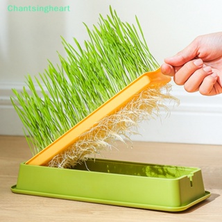 &lt;Chantsingheart&gt; จานปลูกพืช หญ้า เพาะงอก สําหรับสัตว์เลี้ยง แมว