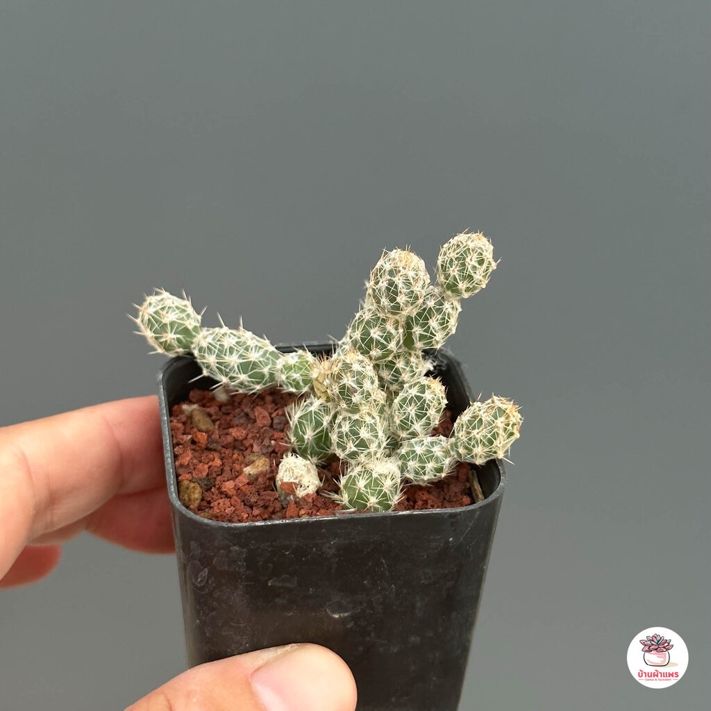 ไข่จิ๋ว-cylindropuntia-imbricata-แคคตัส-กระบองเพชร-cactus-amp-succulent