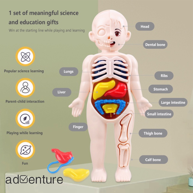 adven-โมเดลร่างกายมนุษย์-ของเล่นเสริมการเรียนรู้เด็ก-diy-14-ชิ้น