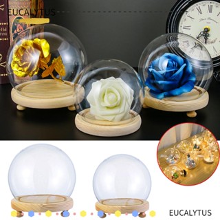 Eutus แจกันแก้วใส ทรงกลม สําหรับใส่ดอกไม้