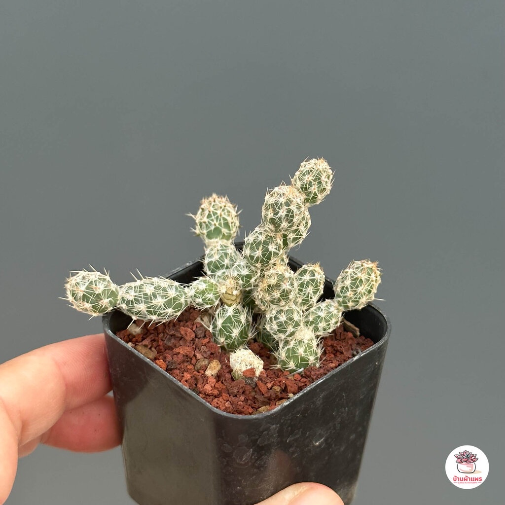 ไข่จิ๋ว-cylindropuntia-imbricata-แคคตัส-กระบองเพชร-cactus-amp-succulent