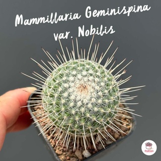 Mammillaria Geminispina var. Nobilis แคคตัส กระบองเพชร cactus&amp;succulent