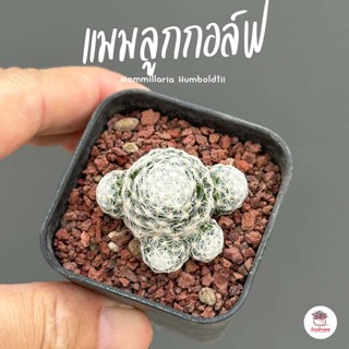 แมมลูกกอล์ฟ #กระถาง 2 นิ้ว Mammillaria Humboldtii แคคตัส กระบองเพชร cactus&amp;succulent