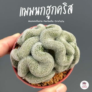 แมมนกฮูกคริส Mammillaria Perbella Cristata แคคตัส กระบองเพชร cactus&amp;succulent