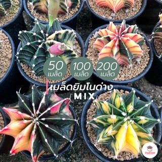 เมล็ดยิมโนด่าง mix แคคตัส กระบองเพชร cactus&amp;succulent