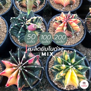 เมล็ดยิมโนด่าง mix แคคตัส กระบองเพชร cactus&amp;succulent