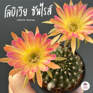 โลบิเวีย ซันไรส์ Lobivia Sunrise แคคตัส กระบองเพชร cactus&amp;succulent