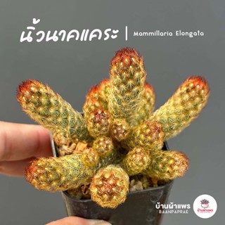 นิ้วนาคแคระ Mammillaria Elongata แคคตัส กระบองเพชร cactus&succulent