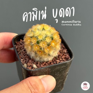 แมมมิลาเลีย คามิเน่ บุดดา Mammillaria Carminae Buddha แคคตัส กระบองเพชร cactus&amp;succulent