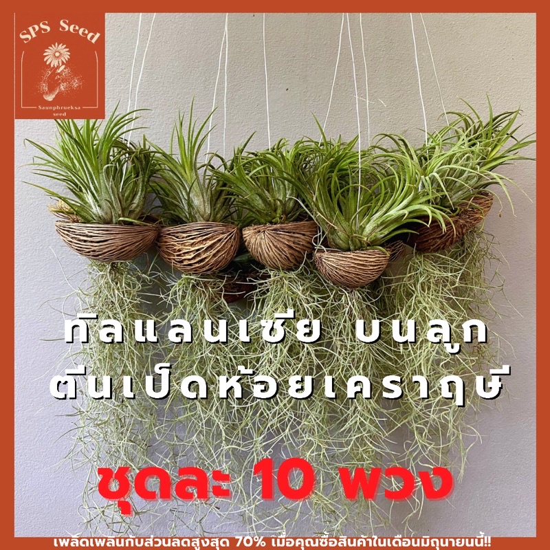 สับปะรดรากอากาศ-ทิลแลนเชีย-ห้อย-เคราฤาษี-ในลูกเป็ดครึ่ง-ชุดละ-10-พวง