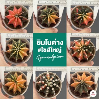 ยิมโนด่าง ไม้เมล็ด #ไซส์ใหญ่ Gymnocalycium แคคตัส กระบองเพชร cactus&amp;succulent