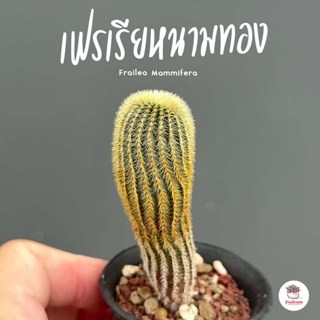 เฟรเรียหนามทอง Frailea Mammifera ไม้อวบน้ำ กุหลาบหิน cactus&amp;succulent