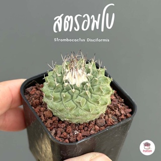 สตรอมโบ Strombocactus Disciformis กระบองเพชร แคคตัส ไม้อวบน้ำ cactus&amp;succulent