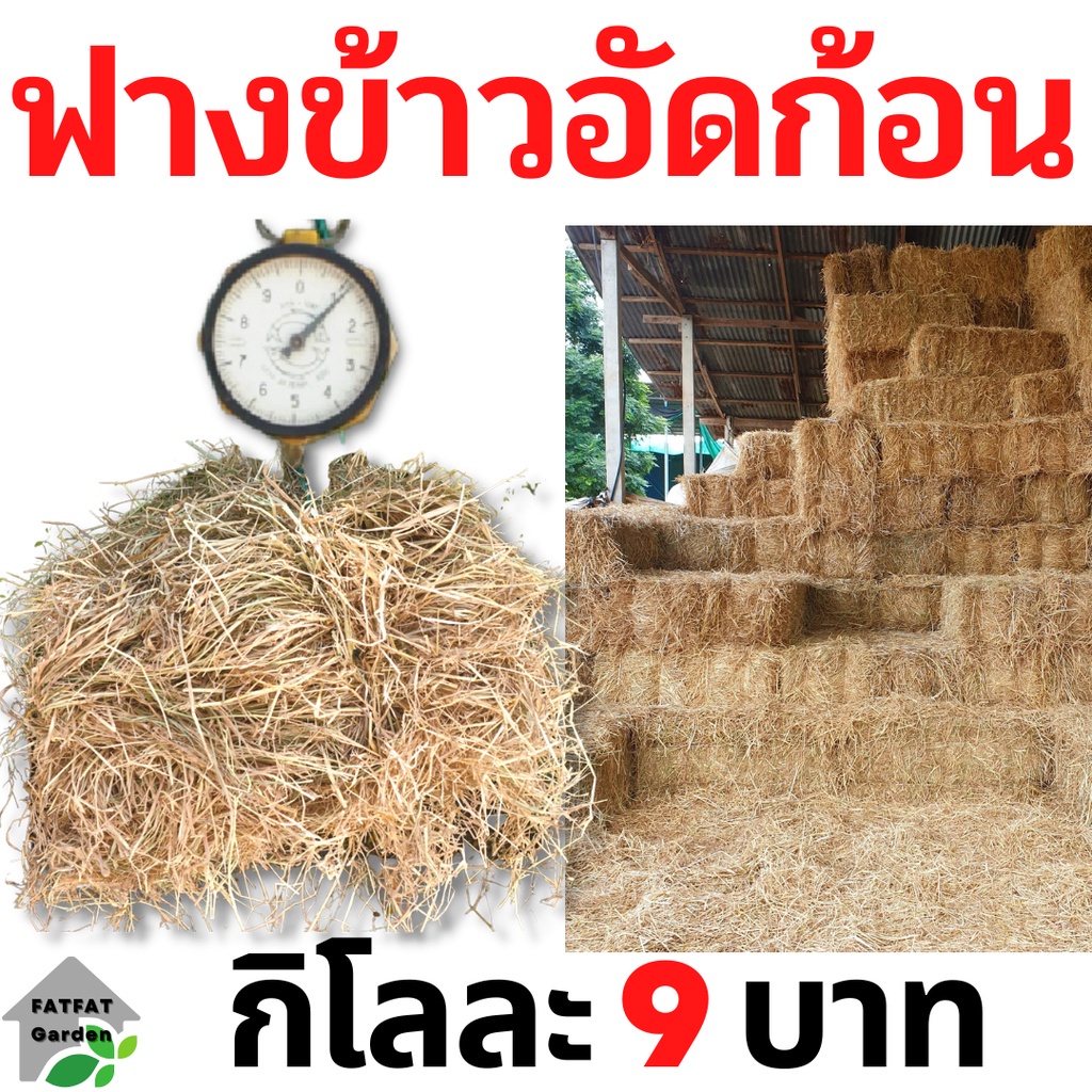 ฟาง-ฟางข้าว-ฟางข้าวอัดก้อน-1-กิโลกรัม-9-บาท-ส่งจากนครปฐม-ราคาหน้าสวน-สวนมาเอง-ไม่ชื้น-ไม่เก่า-ไม่ราขึ้น