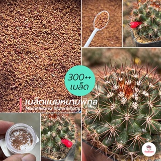 ( 300++ เมล็ด ) เมล็ดแมมหนามพิกุล #โคลนหนามแดง Mammillaria Mammillaris แคคตัส กระบองเพชร cactus&amp;succulent