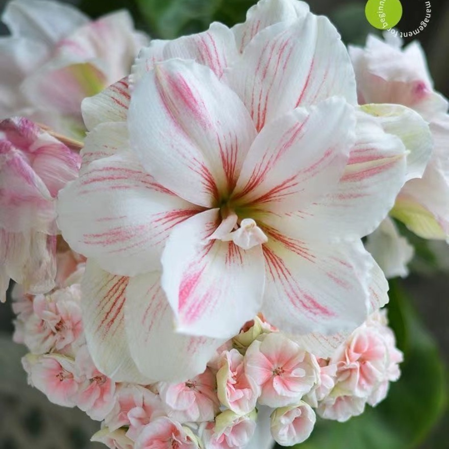 2023-ไม้ดอกยืนต้น-ดอกสี่ฤดูชนิดกลิ่นหอมกลีบดอกคู่สีแดงลูกสวนระเบียงกระถางดอกไม้-daquan