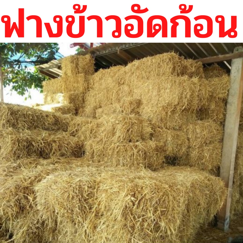 ฟาง-ฟางข้าว-หนักเฉลี่ย-15-20-กก-ส่งจากนครปฐม-ราคาหน้าสวน-สวนมาเอง-ไม่ชื้น-ไม่เก่า-ไม่ขึ้นรา-ฟางข้าวอัดก้อน