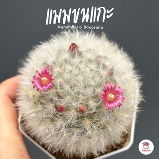 แมมขนแกะ Mammillaria Bocasana แคคตัส กระบองเพชร cactus&amp;succulent