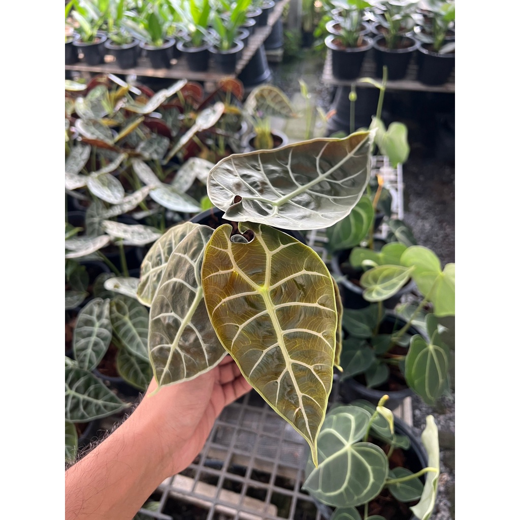 alocasia-solina-ส่งงพร้มกระถาง-6-นิ้ว