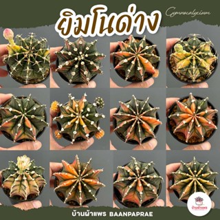 ยิมโนด่าง ไม้เมล็ด Gymnocalycium แคคตัส กระบองเพชร cactus&amp;succulent