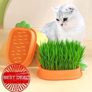 กล่องหญ้าไฮโดรโปนิก ลายการ์ตูนแครอท สําหรับปลูกต้นไม้ แมว M4E1