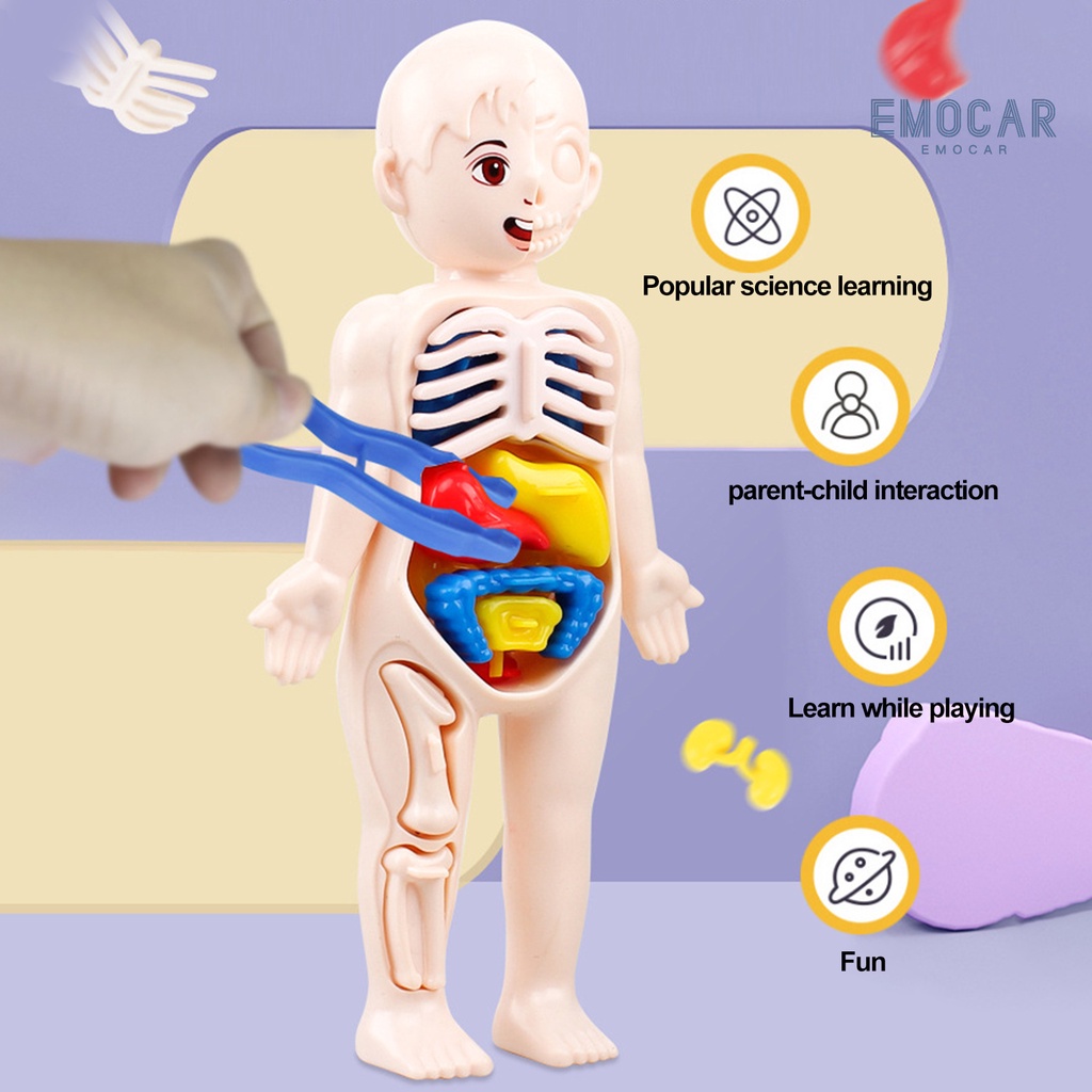 ห้องเรียนสนุก-โมเดลออร์แกนมนุษย์-เสริมการเรียนรู้วิทยาศาสตร์-diy-ของเล่นเสริมการเรียนรู้-สําหรับเด็ก