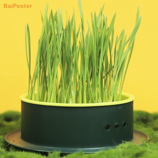 [BaiPester] ถ้วยหญ้า อุปกรณ์สําหรับสัตว์เลี้ยง แมว ขนมขบเคี้ยว กล่องปลูกขี้เกียจ ไม่มีเมล็ด
