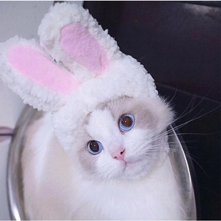 เสื้อผ้าสัตว์เลี้ยง หมวกหูกระต่าย สีขาว สําหรับสัตว์เลี้ยง สุนัข แมว