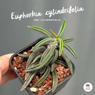 ยูโฟเบีย Euphorbia cylindrifolia ssp. cylindrifolia แคคตัส กระบองเพชร cactus&amp;succulent