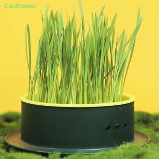&lt;Cardflower&gt; ถ้วยหญ้า ใส่ขนมขบเคี้ยว สําหรับสัตว์เลี้ยง แมว