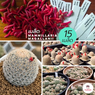 ( 15 เมล็ด ) เมล็ด Mammillaria Magallanii แคคตัส กระบองเพชร cactus&amp;succulent